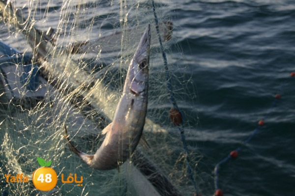 sayyadnewyaffa3 (4).JPG